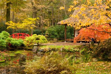 Japanese garden - trees, park, japanese, foliage, fall, forest, beautiful, garden, bridge