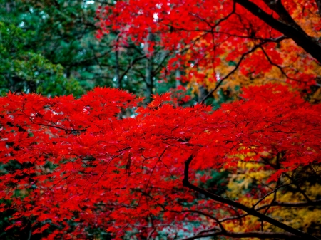 Japanese Maple Tree - red, trees, nature, maple