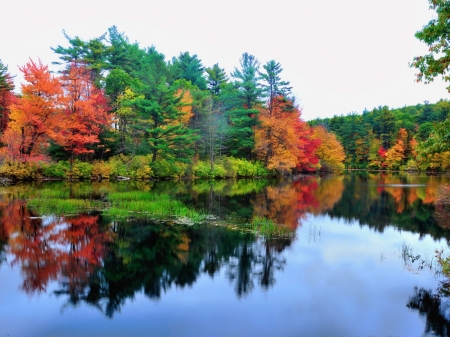 Lake Reflection - lake, reflection, trees, nature, autumn