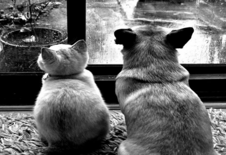 *friendship* - window, cat, dog, rain