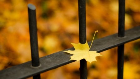 à® - nature, season, autumn, fall, eaves, fence, macro, leaves