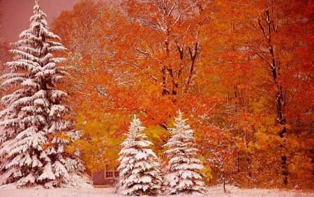 Autumn and Winter all in One - autumn, trees, michigan, snow