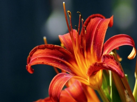 red lily - stem, flower, lily, red