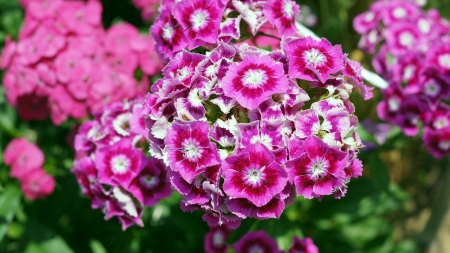 Dianthus - strawberry, caryophyllales, white, pink, dianthus, caryophyllaceae, nadeshiko, flowers, caryophyllidae, flower, carmine