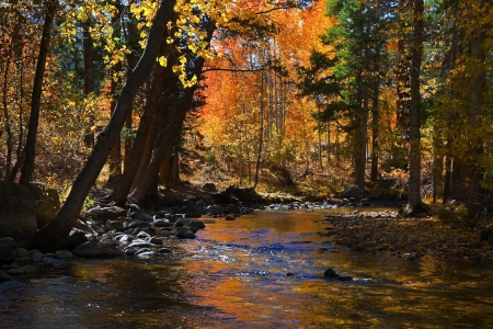 Robinson Creek in Autumn, Sierra Nevada - forest, trees, water, leaves, colors