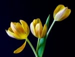 Yellow Tulips