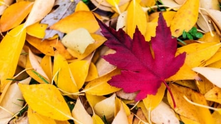 * - nature, photography, leaves, autumn