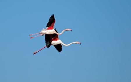 Flamingos - flamingo, sky, wings, black, bird, white, flying, red, blue