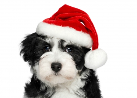 Waiting for Santa - red, cute, black, puppy, craciun, christmas, white, hat, santa, dog