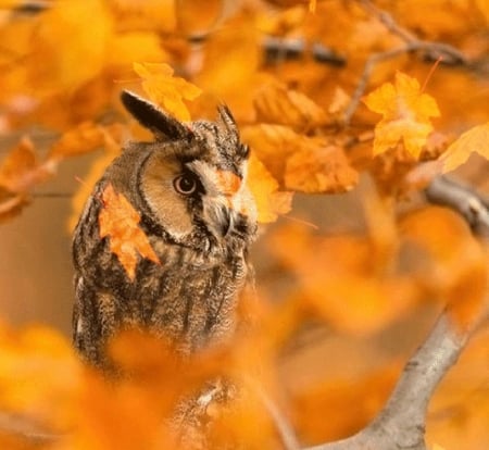 owl in the fall leaves - owl, faall leaves, birds, animals