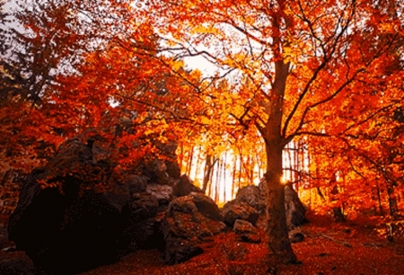 red fall forest - nature, forest, red, fall leaves