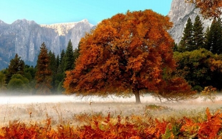 red fall leaves tree - nature, tree, red, fall leaves