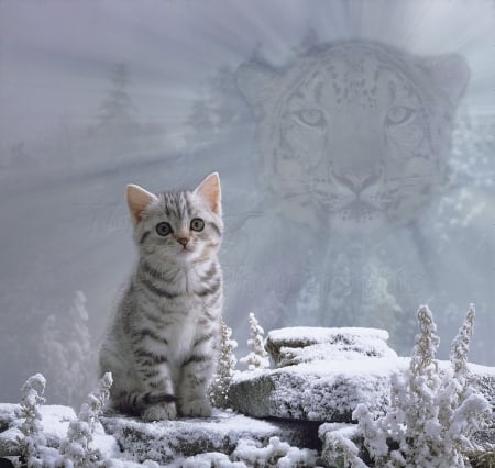 Spirit of the cat (snow leopard) - spirit, leopard, snow, animals, cats, kitten