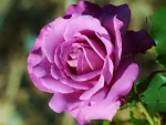 Lovely Purple Rose