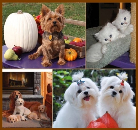 cute collage - kittens, dogs, collage, puppies, animals