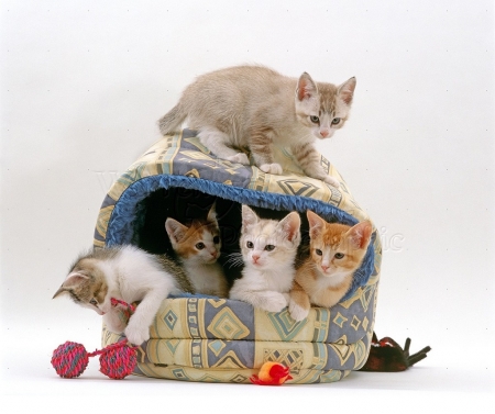 five playing kittens - playing, animals, kittens, cats