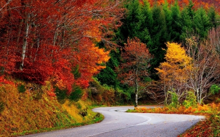 Curvy Road in the colorful Forest - trees, nature, autumn, road, forest