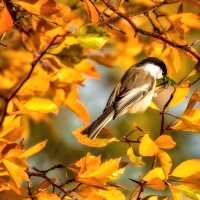 Little Bird in Autumn