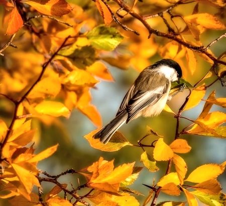 Little Bird in Autumn - leaves, autumn, lovely, bird