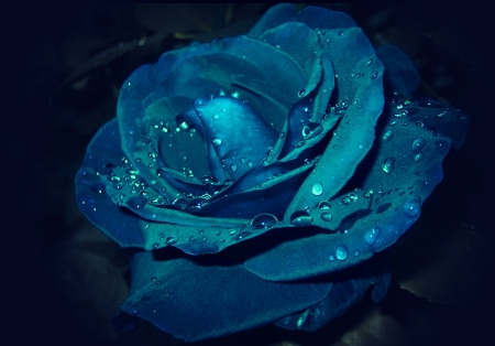 Blue Rose - nature, blue, flowers, rose, flower