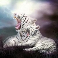 White Tigers