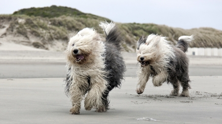 Two Puppies Running - beach, animal, puppies, dog