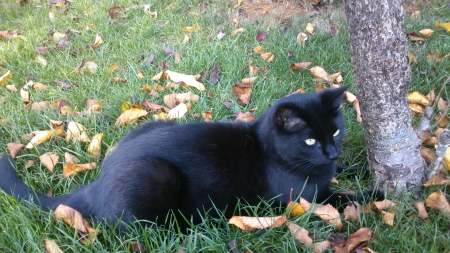 Maya at her scratching-tree - black cat, fur, snapshot, in heaven, lazy, black, memento, afternoon, tree, autum, photograph, grass, garden, claws, predator, cat, pet, scratching, scratch, cats, leafs, animal, photo