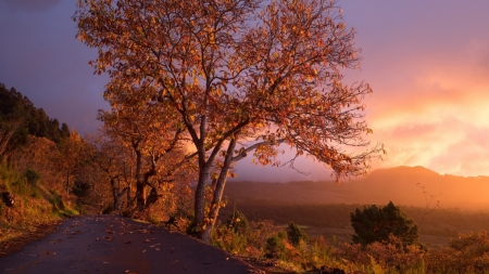 Autumn mistery - sunlight, fog, landscape, scene, HD, sunrise, tree, fall, sunset, nature, autumn, mist, field, sun, wallpaper