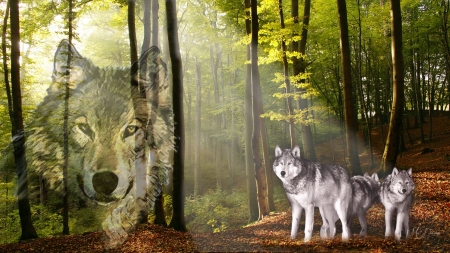 Wolves - wolves, collage, trees, sunlight, forest, woods, wild, light