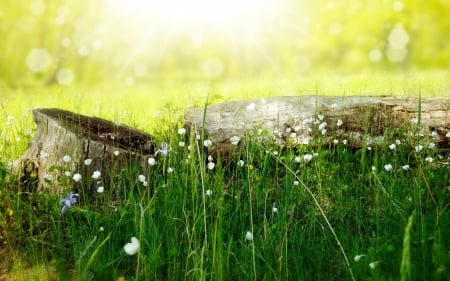 Summer Meadow - Summer, pasture, nature, Meadow