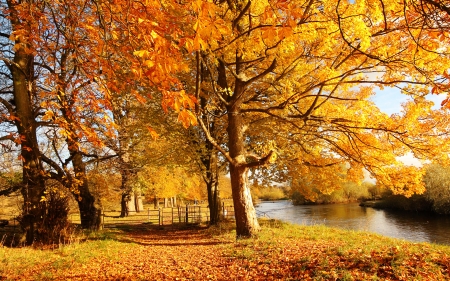 Autumn Park - nature, fall, lake, trees, yellow, park