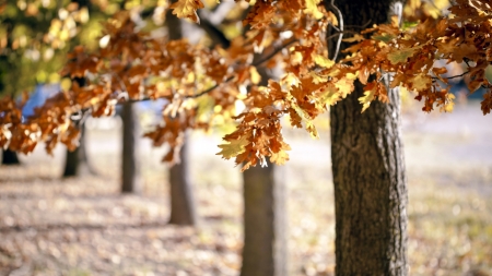 Trees - trees, landscape, scene, HD, leaves, fall, nature, autumn, leaf, foliage, park, wallpaper