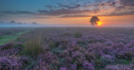 Flower Field - nature, sky, field, flowers