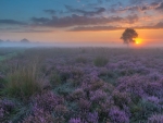 Flower Field