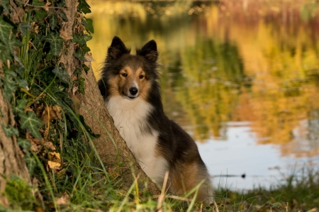 Lovely Dog - lake, animal, reflection, dog, autumn