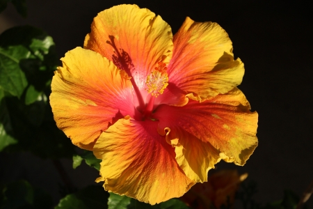 Yellow Hibiscus - flowers, hibiscus, yellow, nature