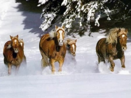 Horses running in the snowland - horses, animal, winter, running, snow