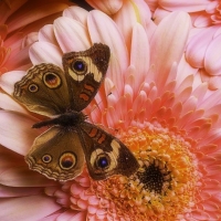 Butterfly on Pink Daisy