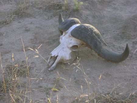 Leadwood - buffalo, nature, horns, skull