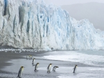 king penguins