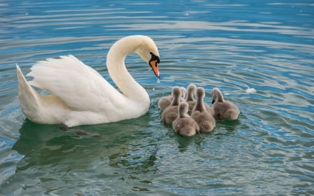 Swan Family - animal, swan, lake, birds