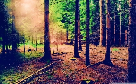 Forest - nature, land, forest, trees