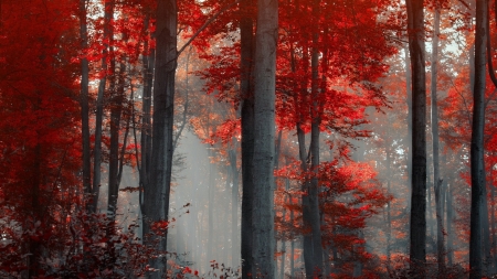 Forest - nature, forest, trees, red