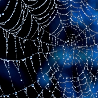 Spider Wallpapers - Page 14 - Desktop Nexus