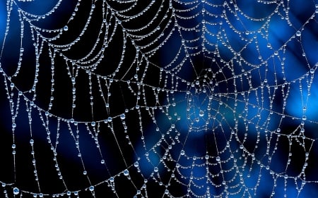 Spider's web - web, spider, blue, dew, water drops, macro