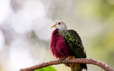 Colorful dove - white, bird, pink, bokeh, dove, colorful, green