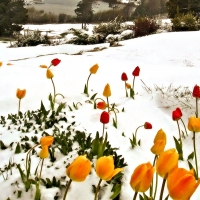 Tulips in the Snow