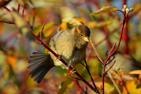 Autumn bird - branches, autumn, trees, adorable, park, bird, fall, leaves, sweet, cute