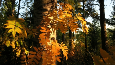 Leaves - sun, forrest, leaves, autum