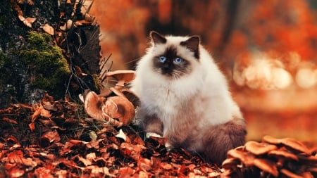 Fluffy cat - pets, HD, sweet, cat, fluffy, fall, nature, siamese cat, autumn, cute, foliage, animals, wallpaper